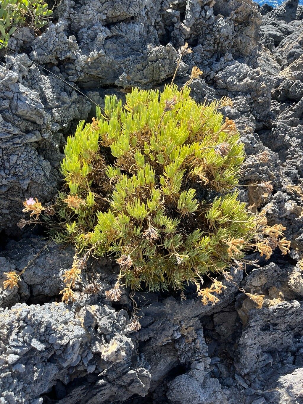 Dianthus fruticosus habit