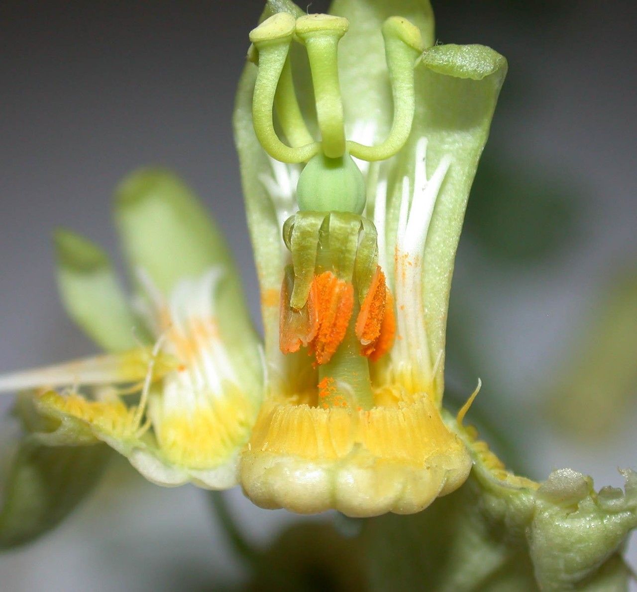 Passiflora arbelaezii flower