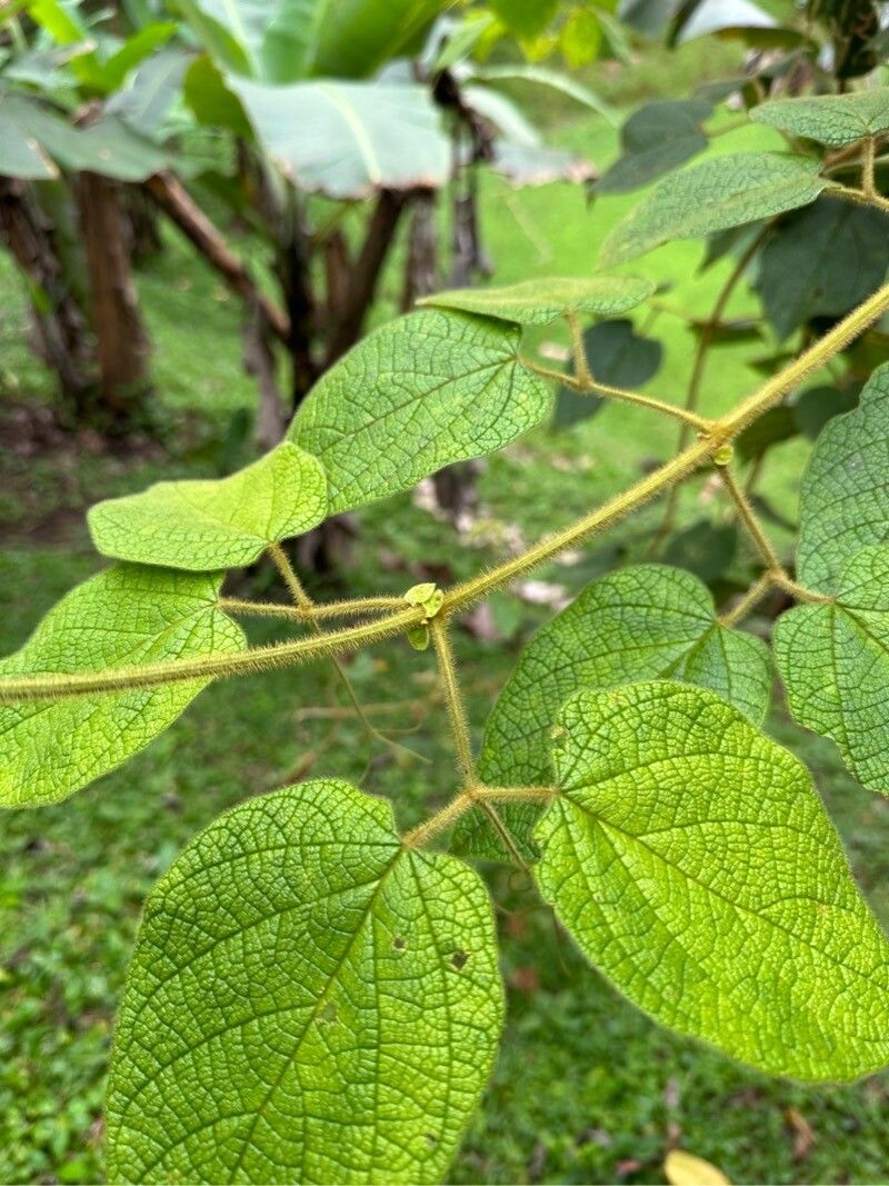 Amphilophium pannosum — houseplant care guide