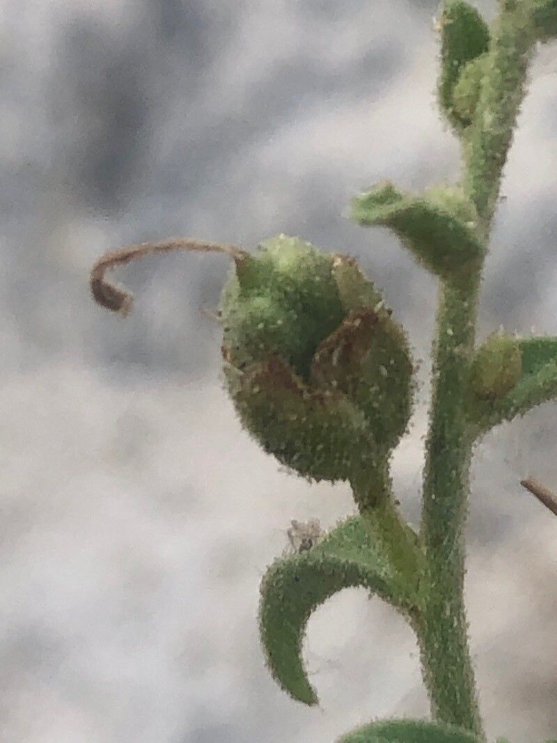 Antirrhinum graniticum fruit