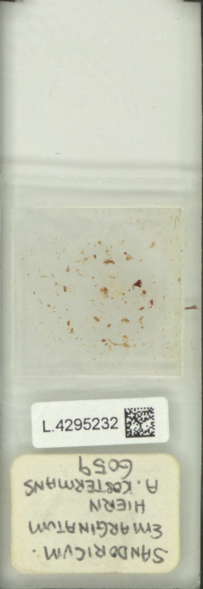 Sandoricum beccarianum — related species from the same genus