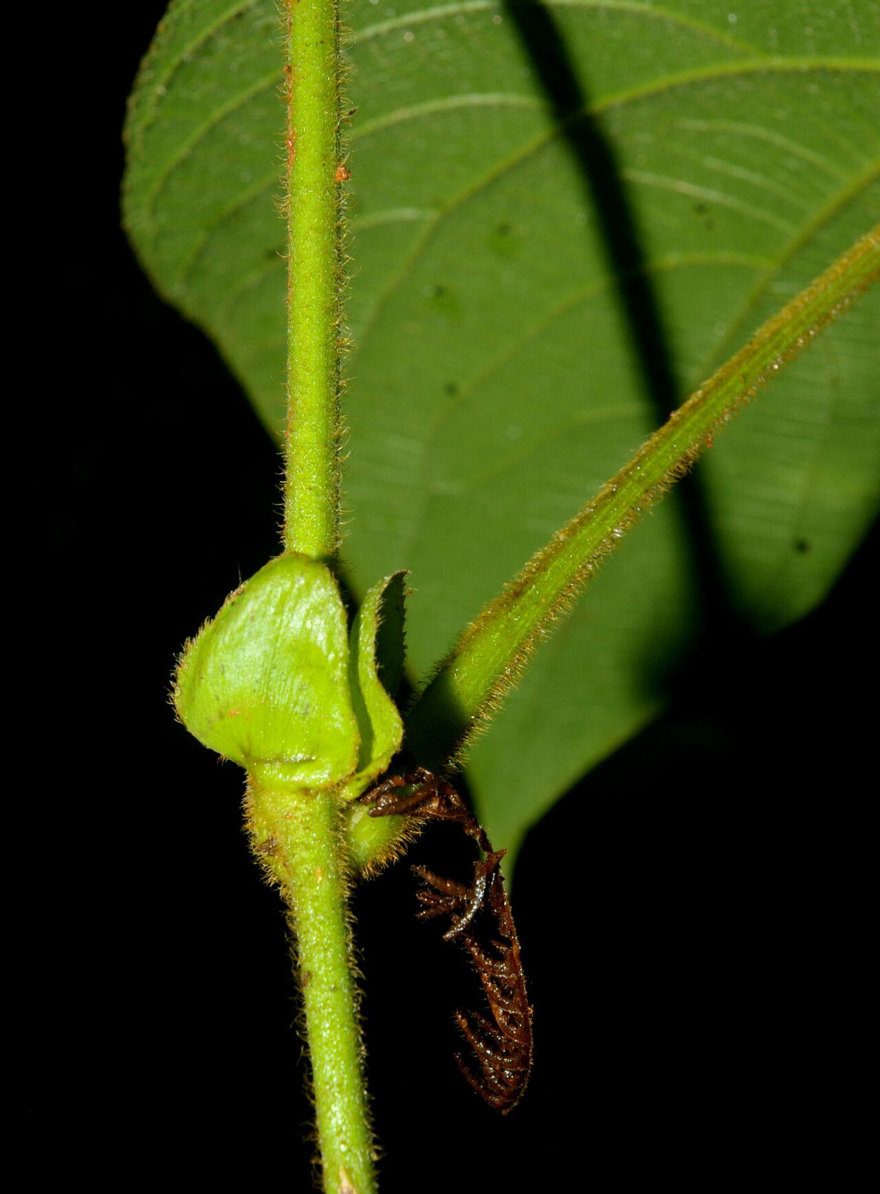 Dalechampia osana bark