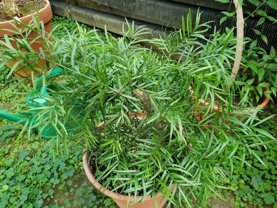 Podocarpus cunninghamii habit