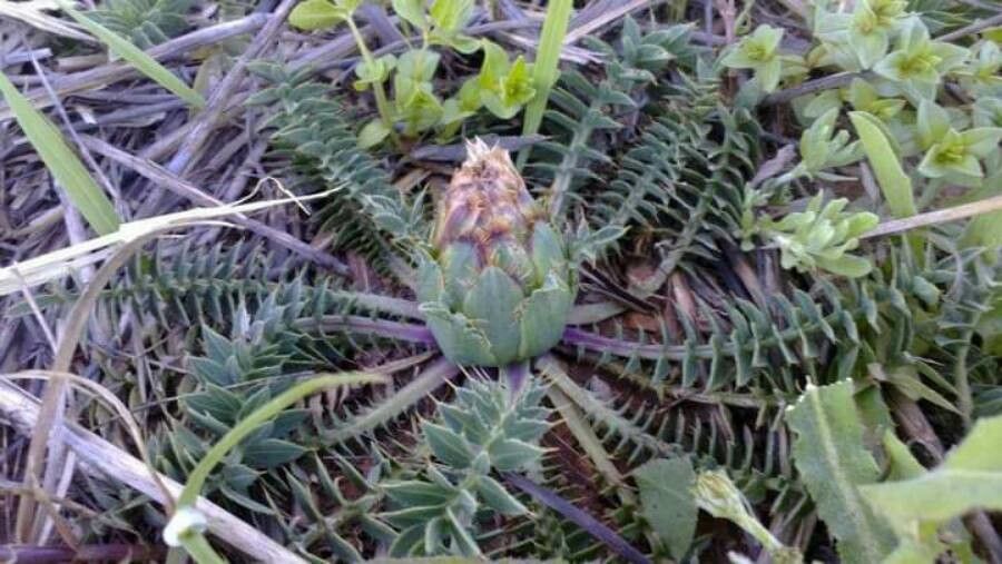 Carthamus pinnatus — search result for 'Carthamus'