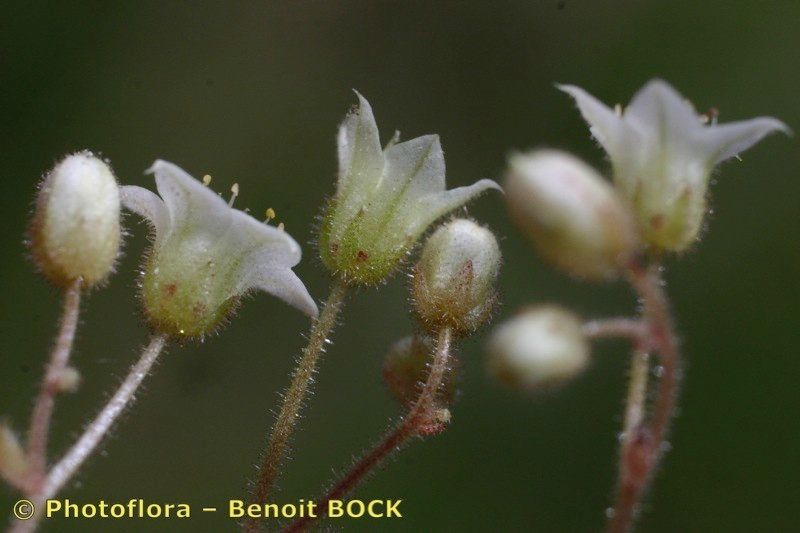 Sedum fragrans fruit