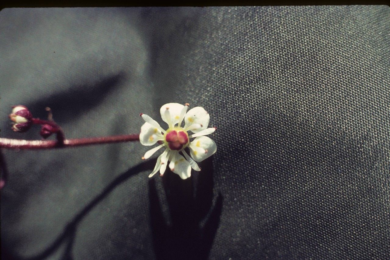 Micranthes lyallii flower