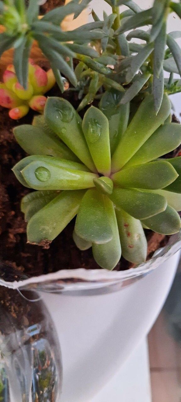 Anacampseros affinis — related species from the same genus