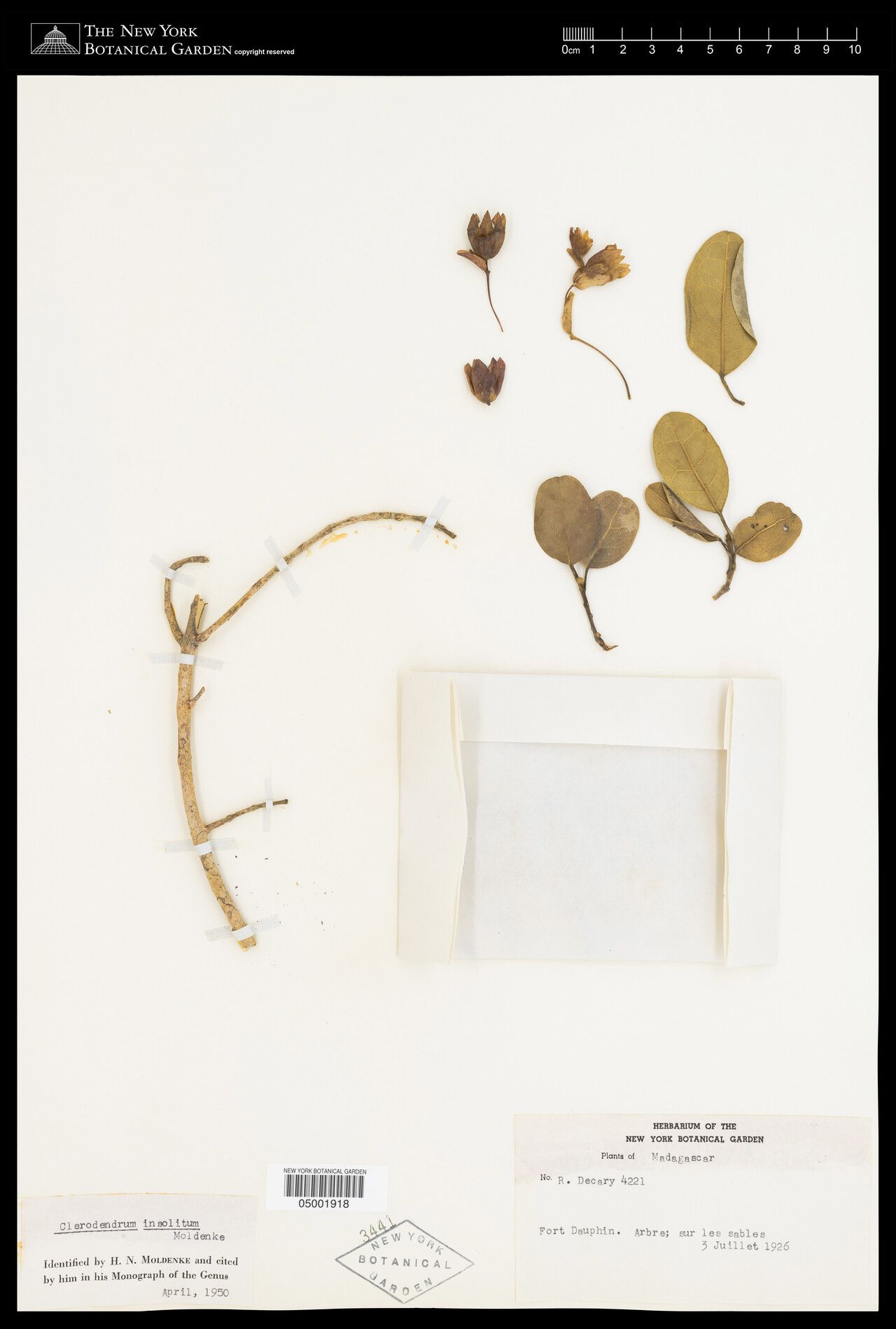 Clerodendrum insolitum — houseplant care guide