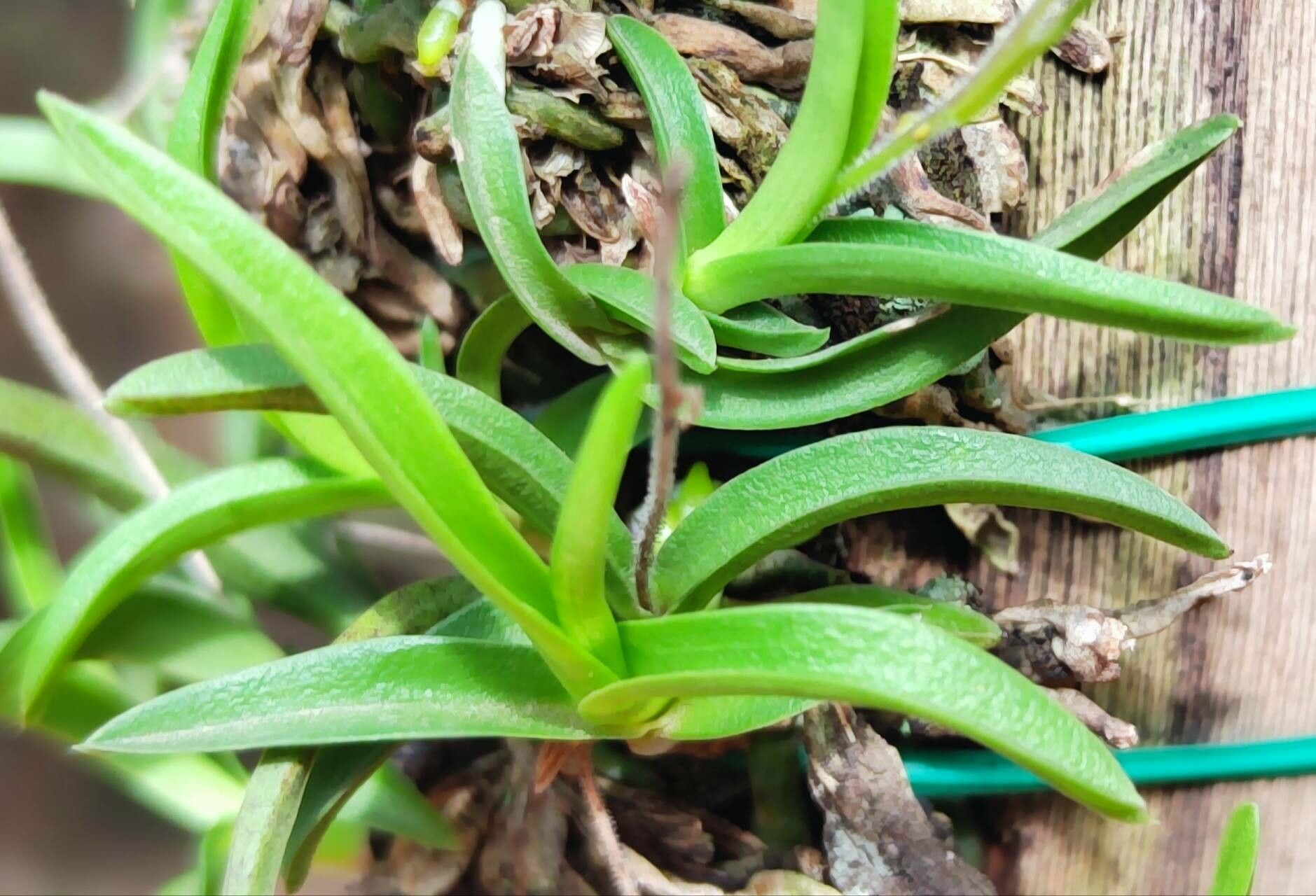 Polystachya humbertii — houseplant care guide