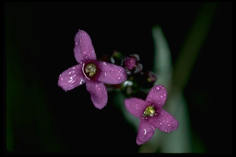 Boechera johnstonii — related species from the same genus