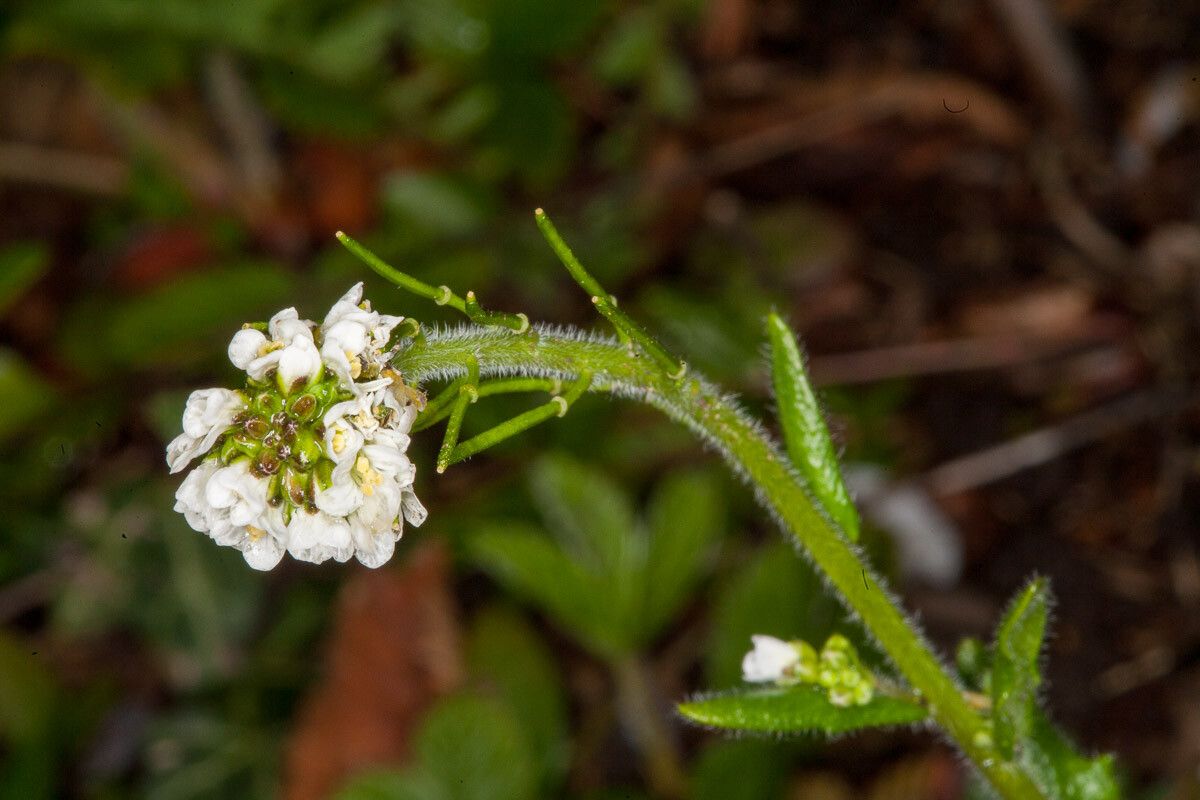 Arabis ciliata flower
