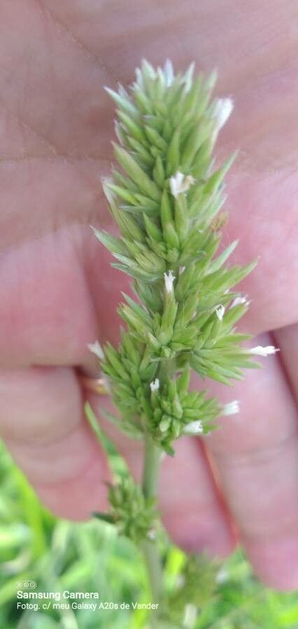 Koeleria vallesiana flower