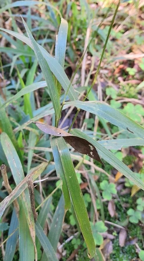 Setaria vulpiseta — search result for 'Setaria'