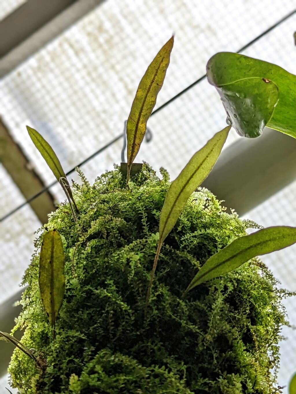 Elaphoglossum petiolatum — houseplant care guide