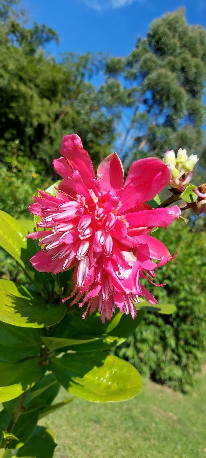 Cavendishia adenophora flower