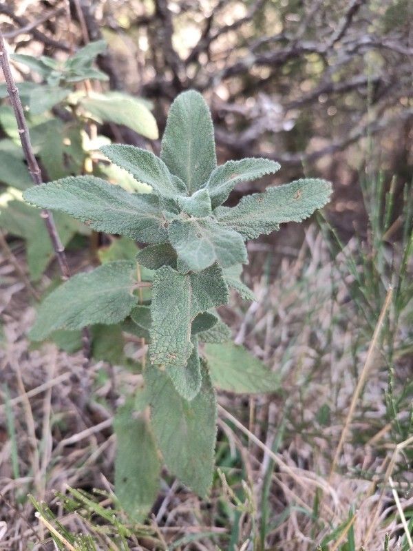 Teucrium francoi — search result for 'Teucrium'