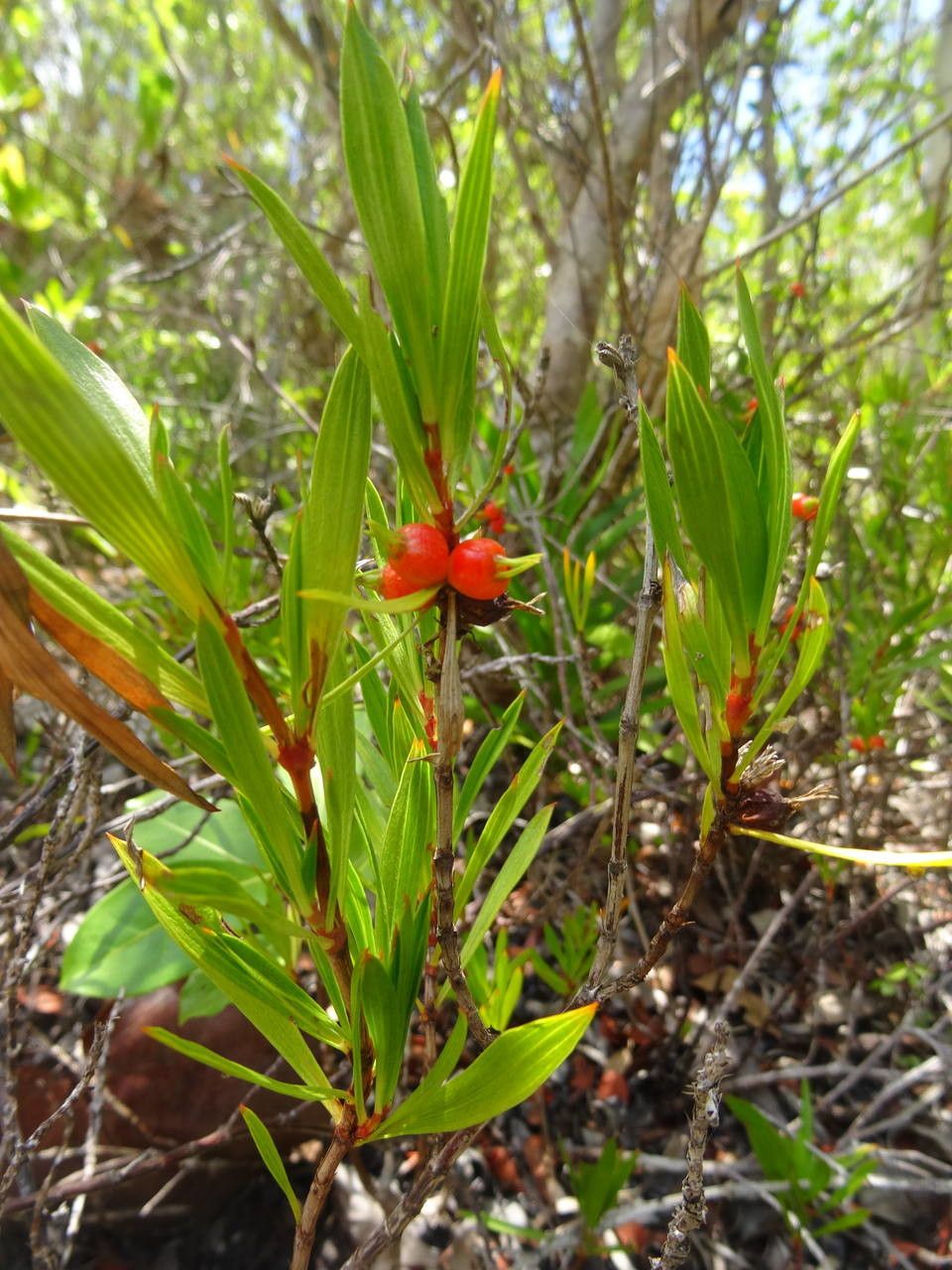 Ernodea littoralis fruit