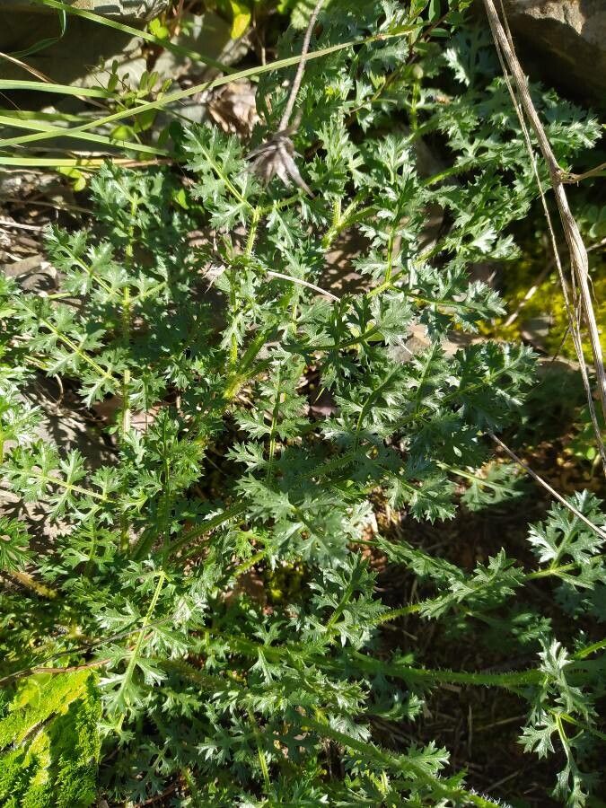 Tauschia parishii — related species from the same genus