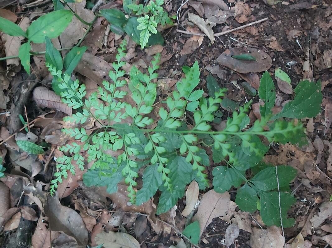 Anemia adiantifolia leaf