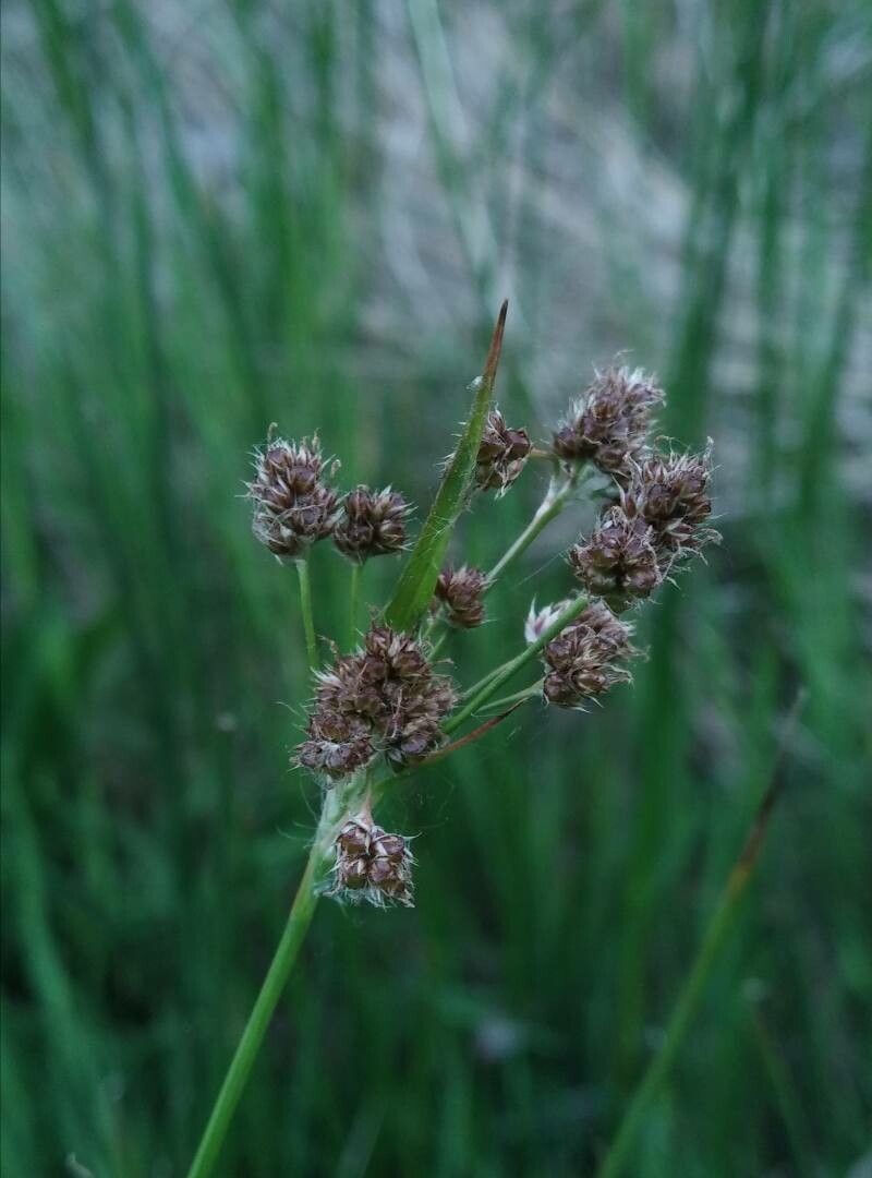 Luzula multiflora fruit