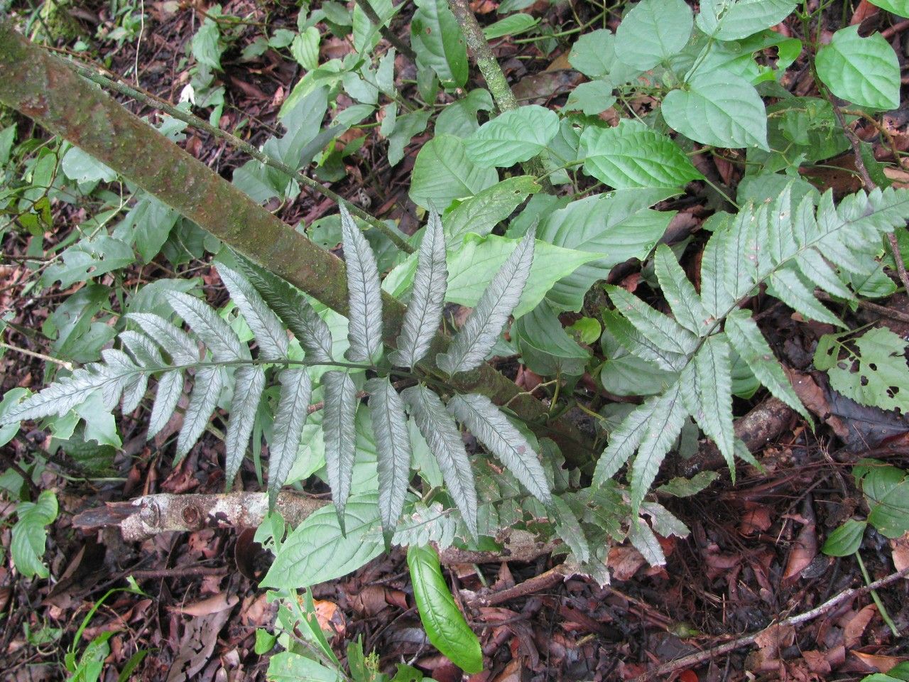 Diplazium werckleanum — houseplant care guide