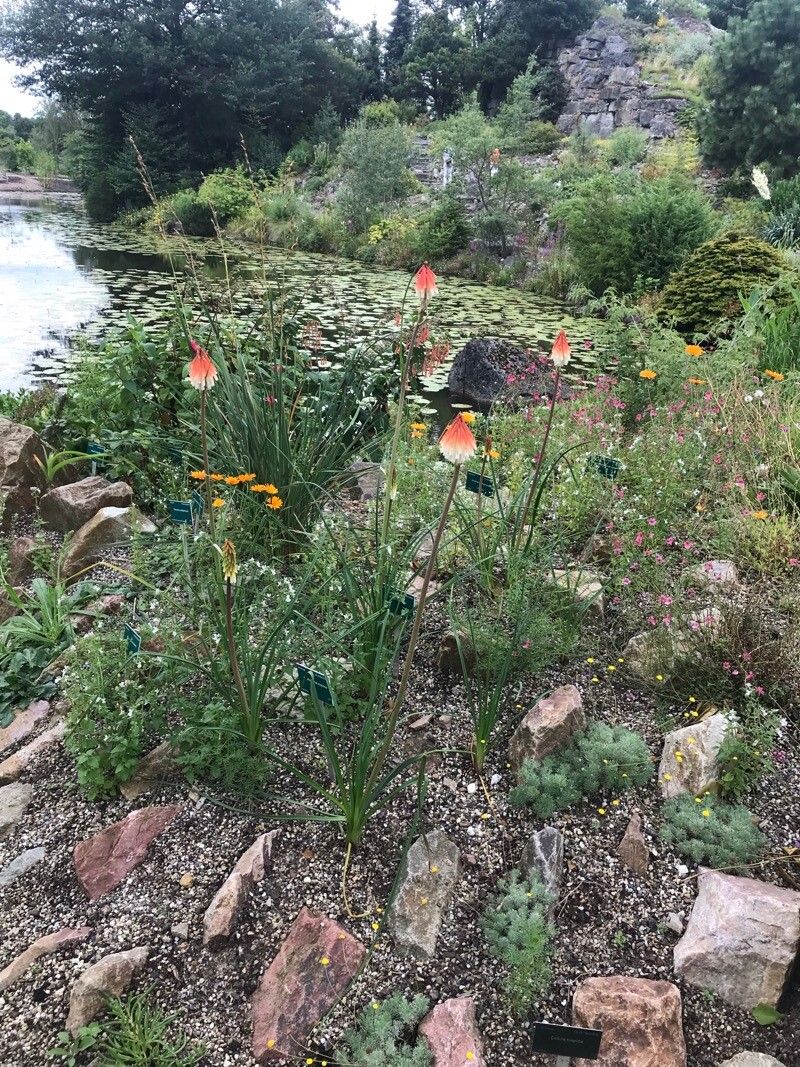 Kniphofia thodei habit