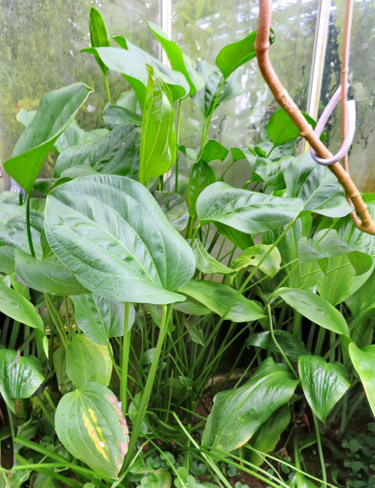 Aquarius grandiflorus — related species from the same genus