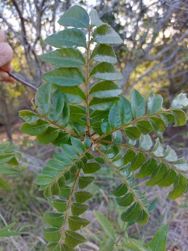 Pistacia mexicana leaf