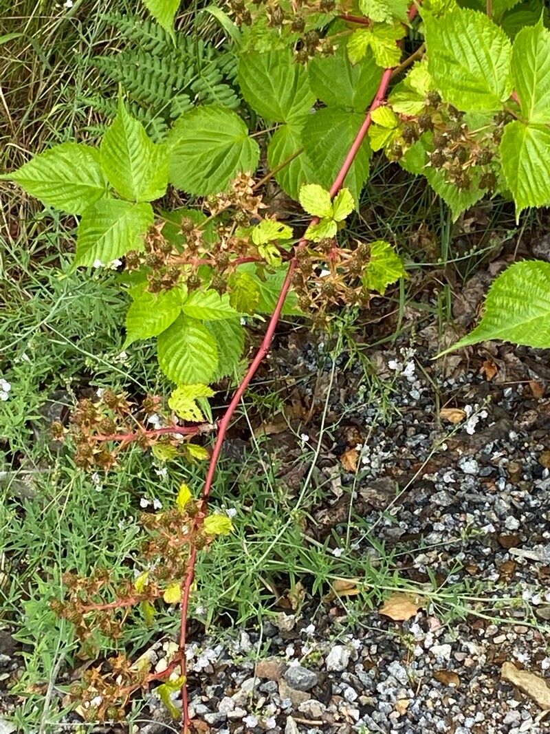 Rubus bertramii fruit