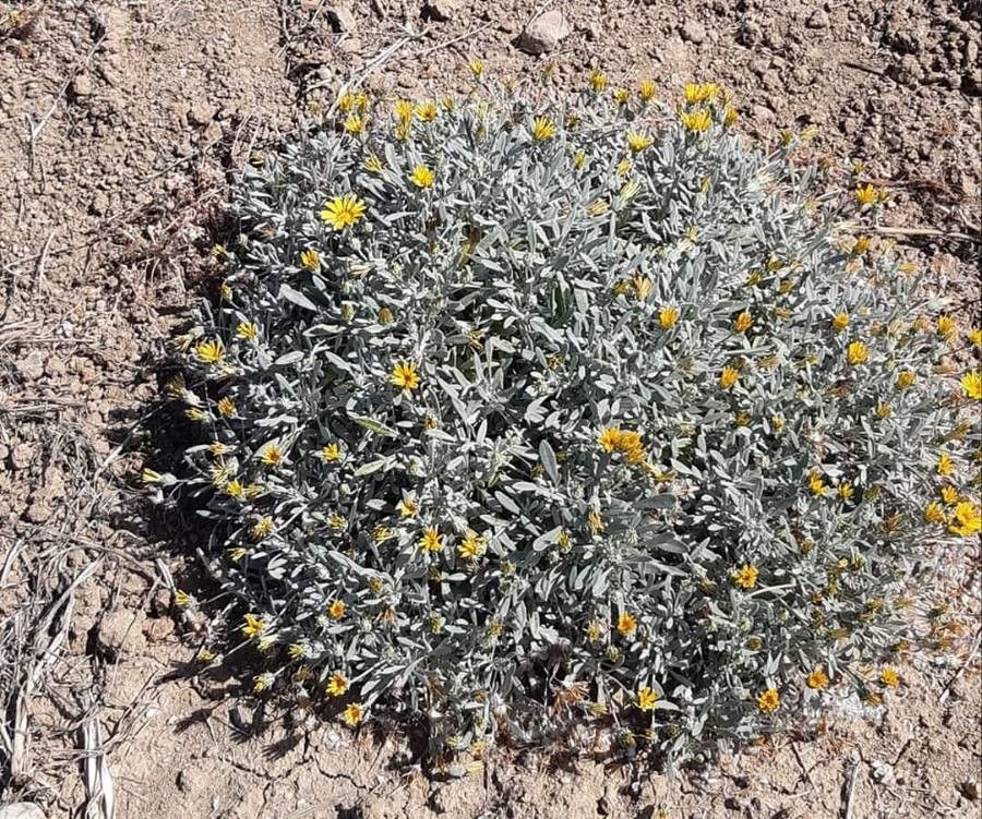 Helichrysum ambiguum flower