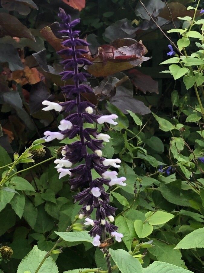 Salvia divinorum flower