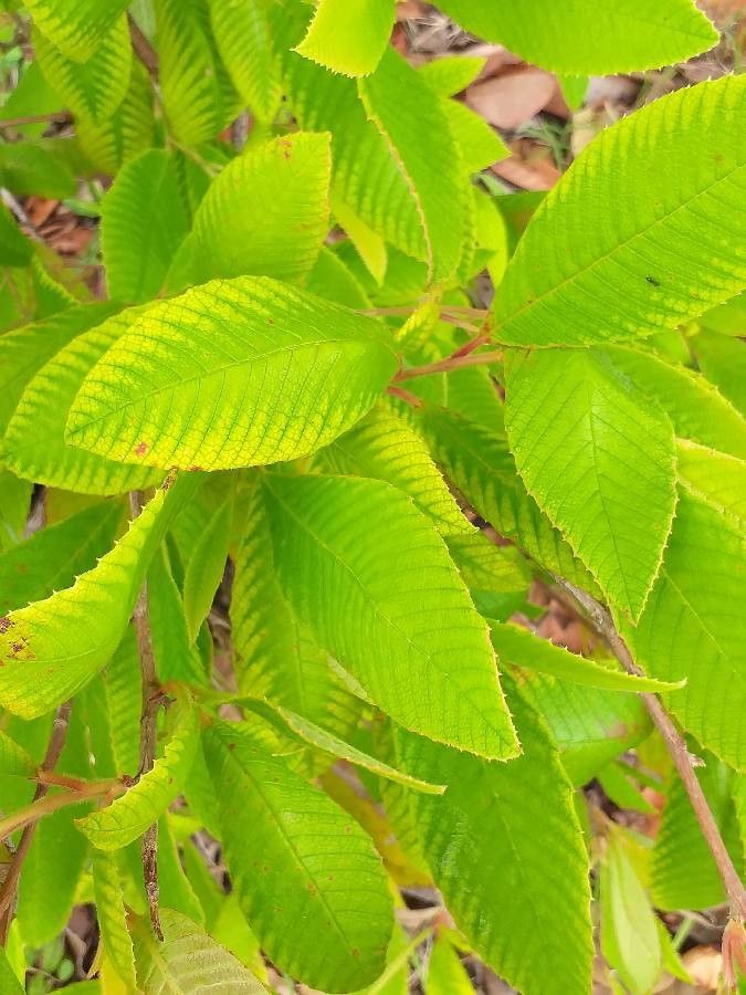 Tetracera boiviniana — related species from the same genus