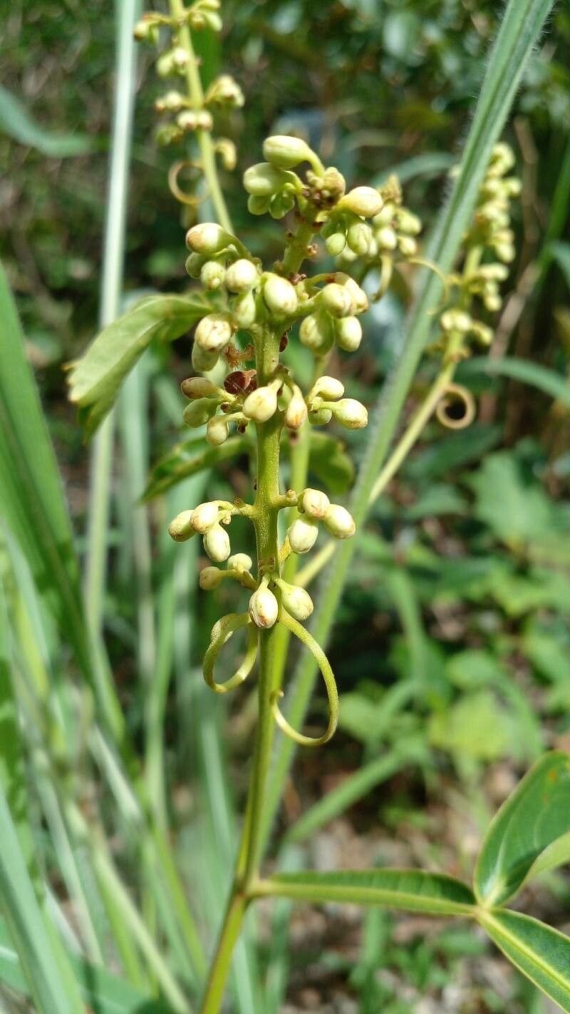 Serjania erecta flower