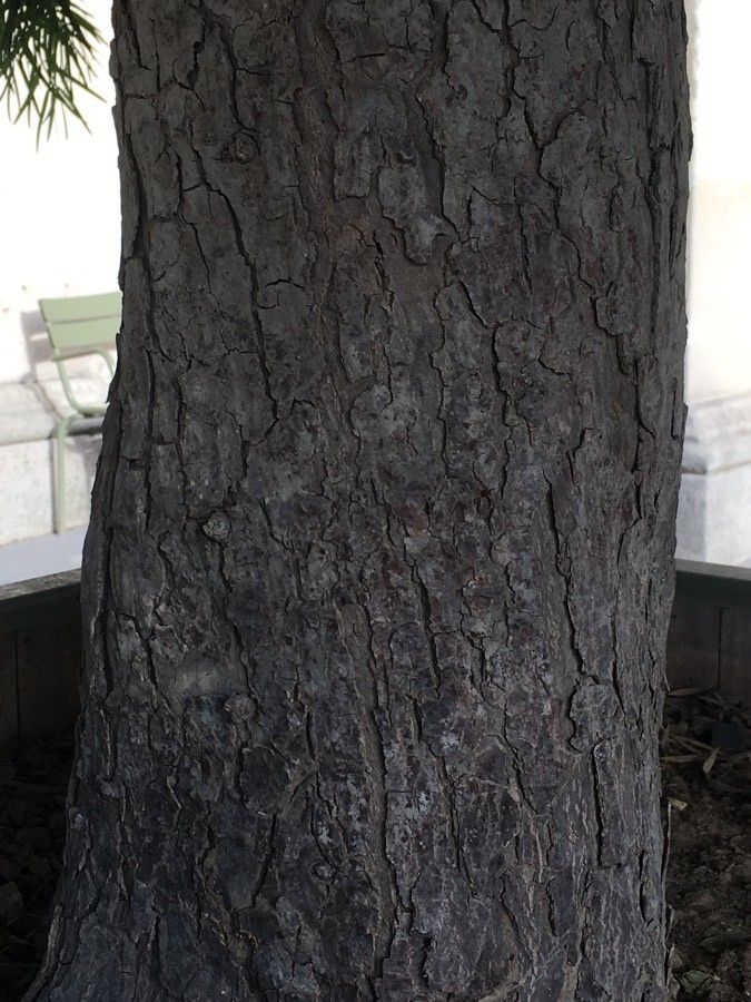 Podocarpus salignus bark