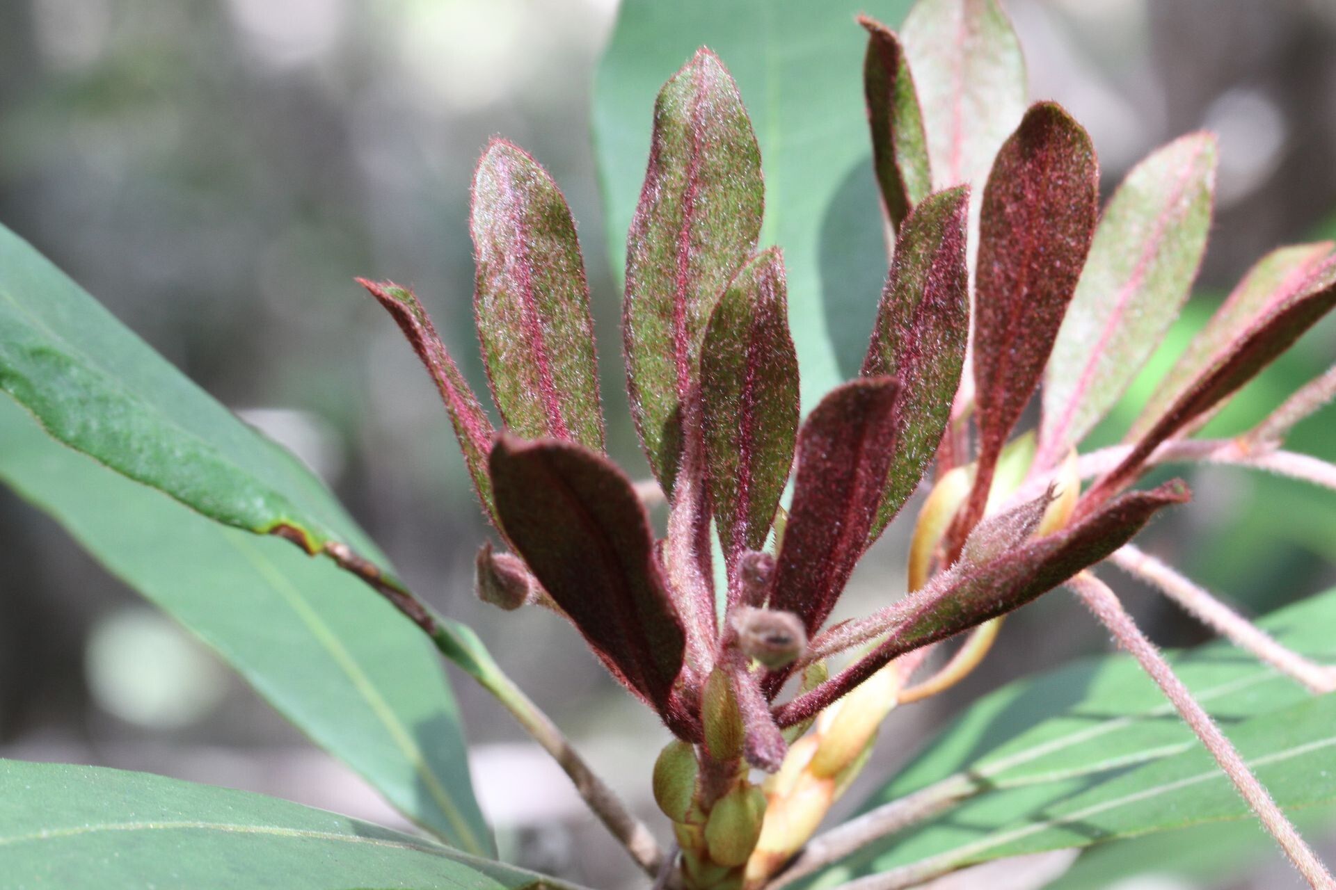 Pittosporum hematomallum leaf