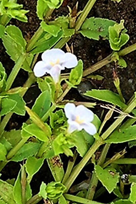 Bonnaya antipoda flower