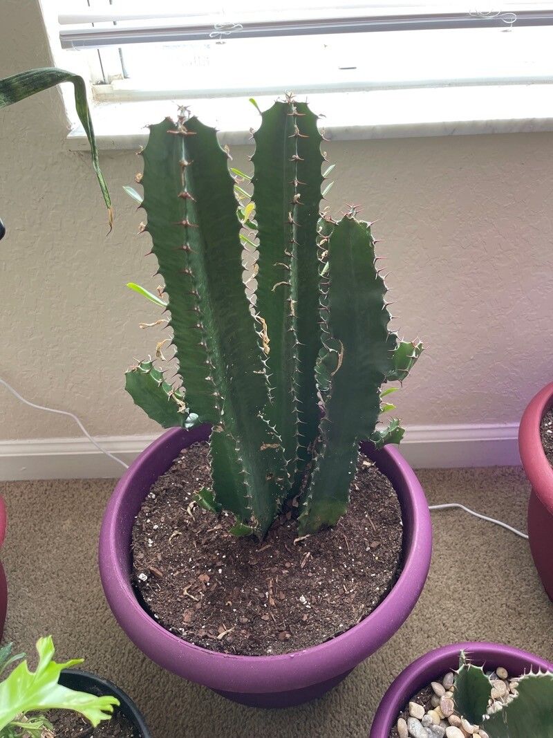 Euphorbia abyssinica flower