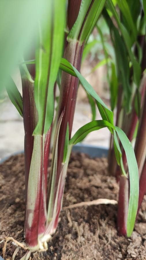 Pennisetum glaucum bark