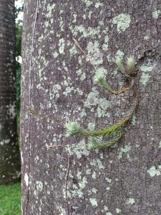 Tillandsia tricholepis