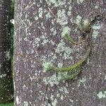 Tillandsia tricholepis