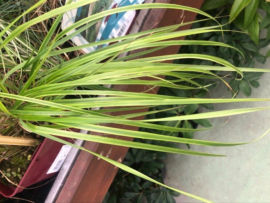 Calamagrostis × acutiflora leaf