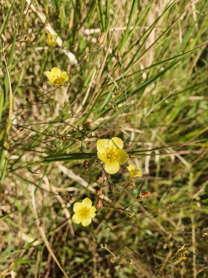 Linum volkensii flower