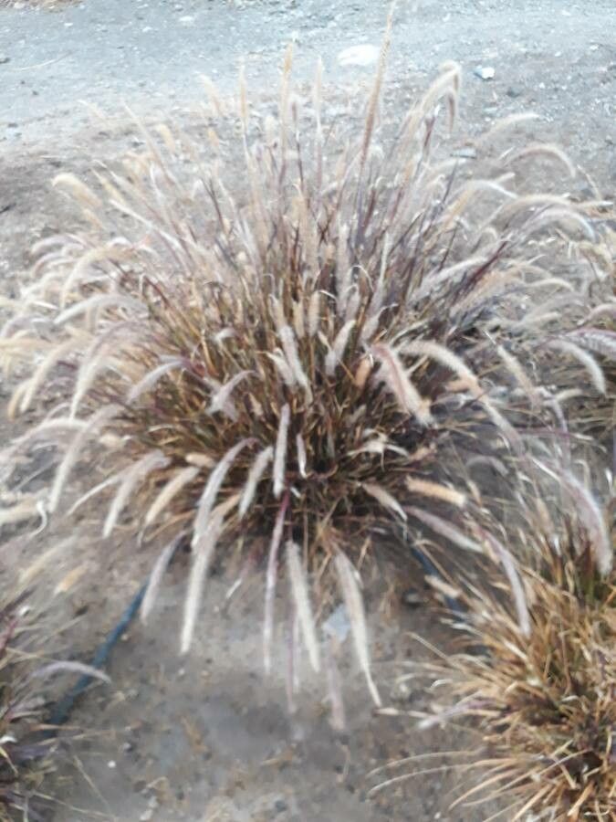 Cortaderia jubata flower
