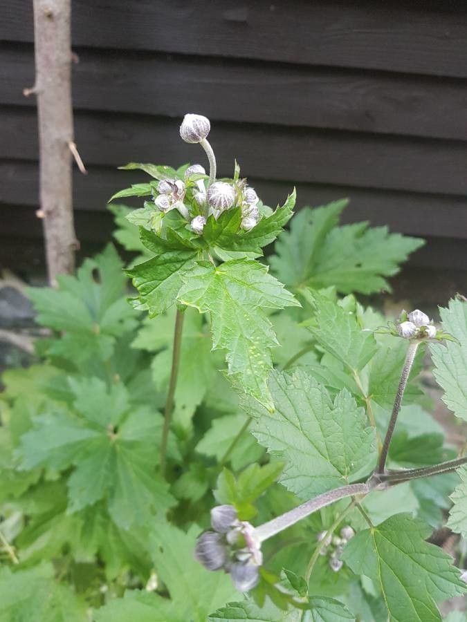 Anemone scabiosa flower