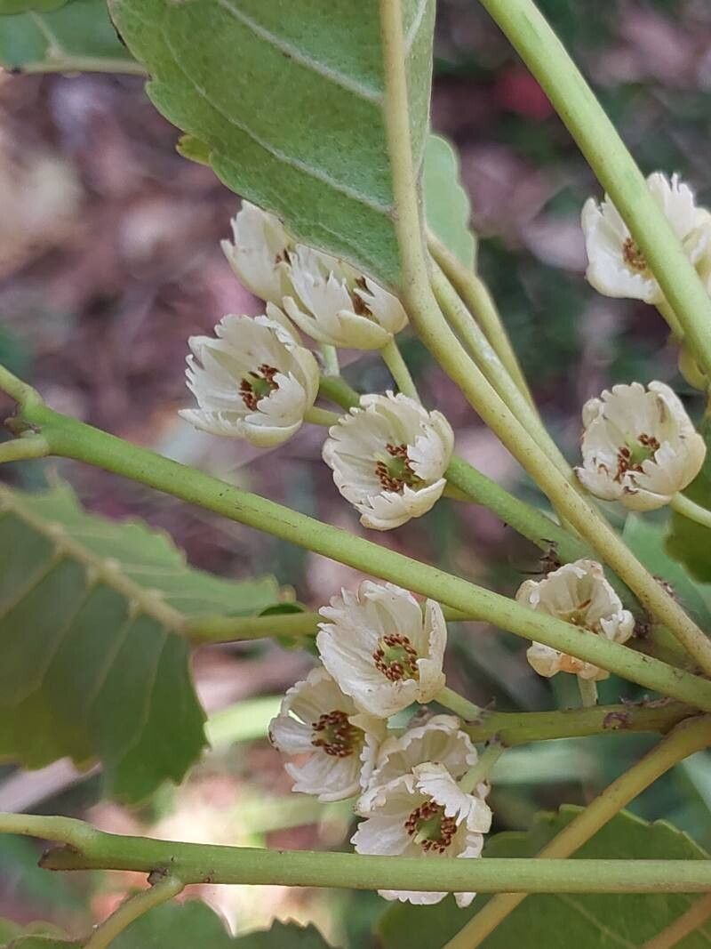 Elaeocarpus subserratus flower