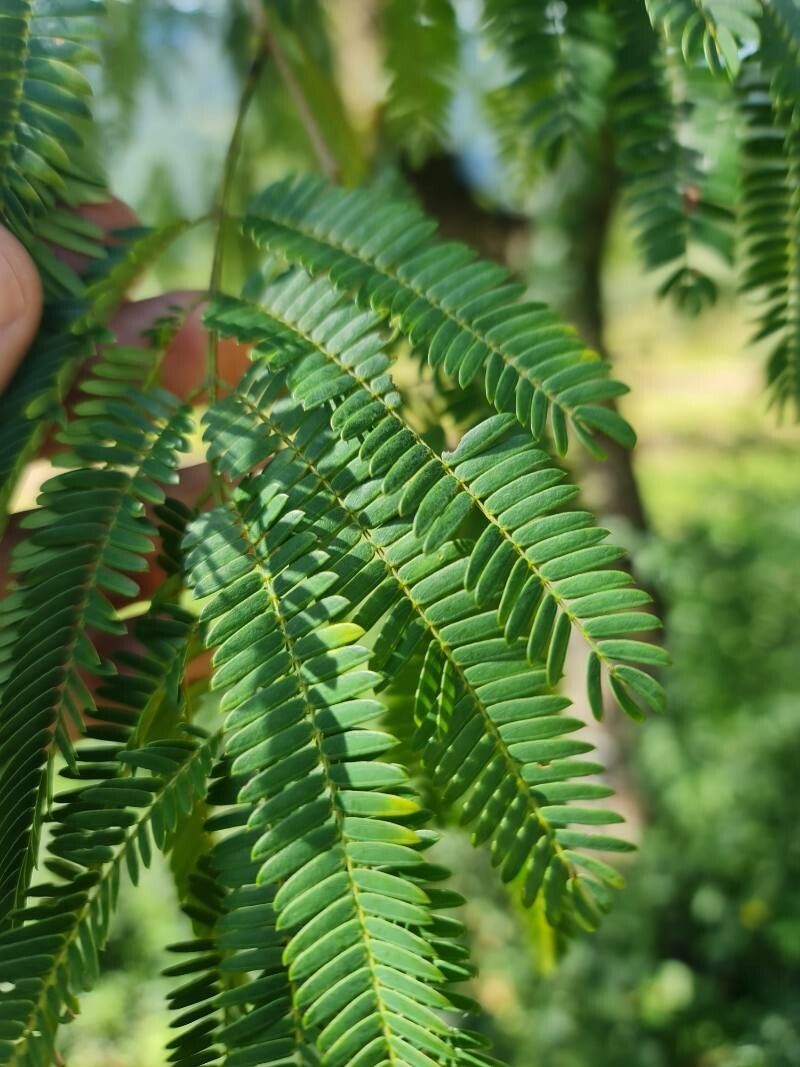 Parapiptadenia rigida leaf