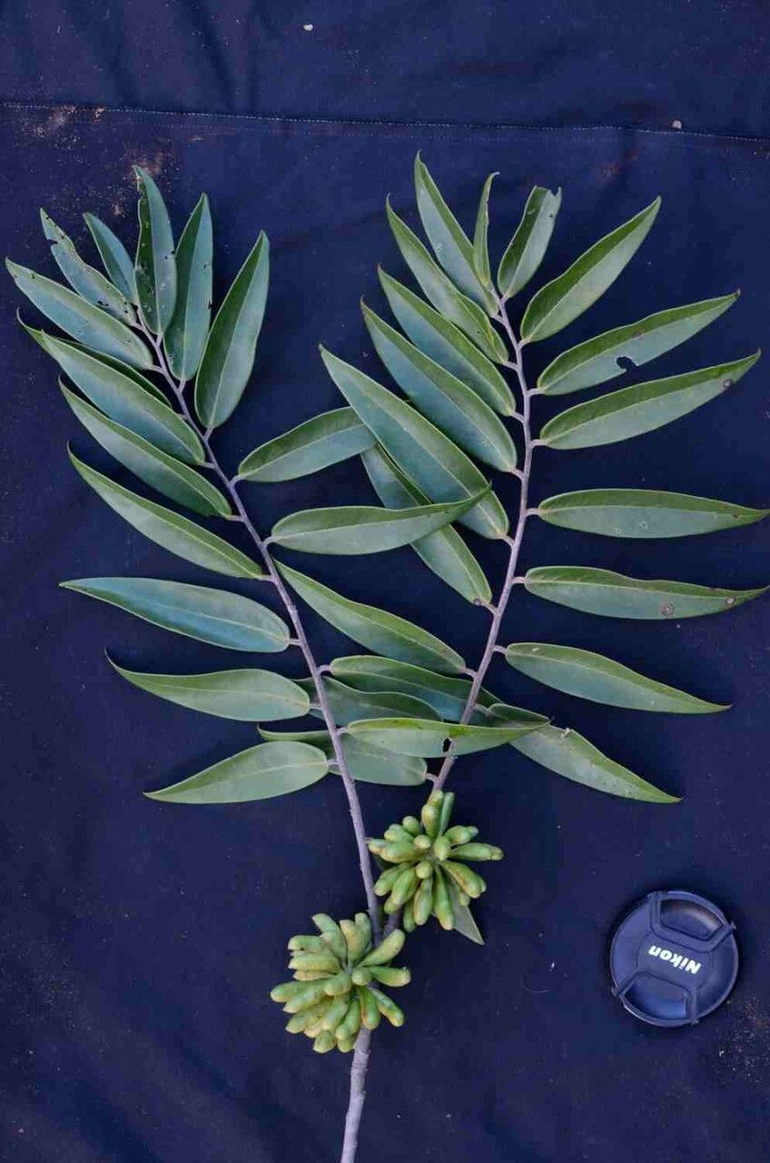 Xylopia aromatica fruit