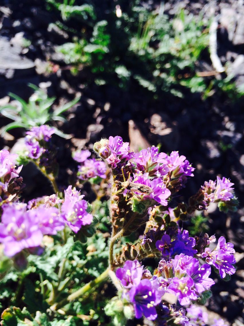 Phacelia crenulata habit