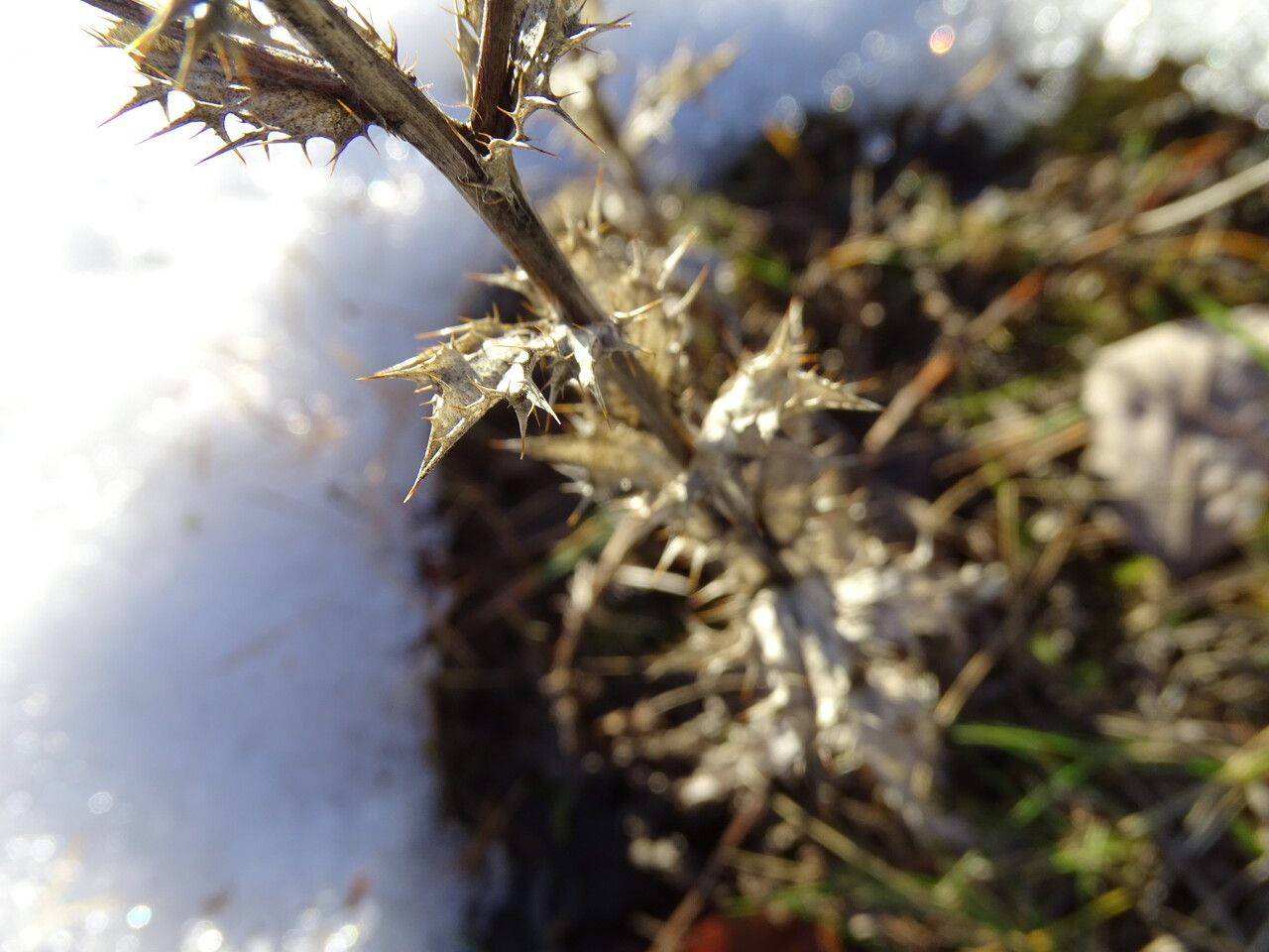 Carlina vulgaris — search result for 'Carlina'