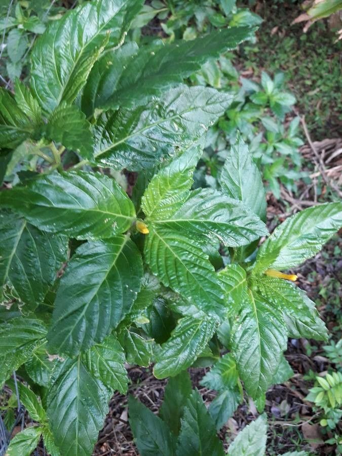 Turnera angustifolia — related species from the same genus